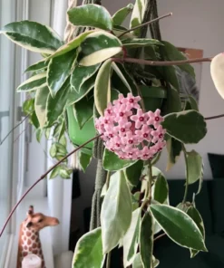 Hoya Carnosa Variegated Tricolor Krimson Princess Live Plant 5 inch in 4 inch Pot. Easy Care Wax Plant