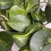 Hoya Obovata Variegated Live Plant 7-inch Tall in 4-inch Nursery Pot