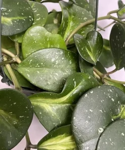 Hoya Obovata Variegated Live Plant 7-inch Tall in 4-inch Nursery Pot