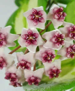 Hoya Obovata Variegated Live Plant 7-inch Tall in 4-inch Nursery Pot