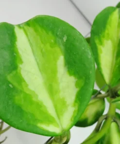 Hoya Obovata Variegated Live Plant 7-inch Tall in 4-inch Nursery Pot