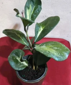 Hoya Obovata Variegated Live Plant 7-inch Tall in 4-inch Nursery Pot