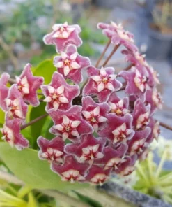 Hoya Pubicalyx Mottled-Silver Leaf Live Plant - 5" Wax Plant Tropical Vine