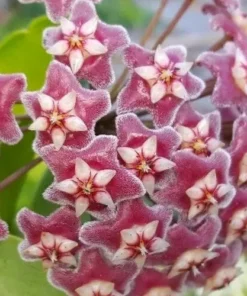 Hoya Pubicalyx Mottled-Silver Leaf Live Plant - 5" Wax Plant Tropical Vine