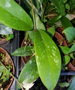 Hoya Pubicalyx Mottled-Silver Leaf Live Plant - 5