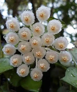 Hoya Sunrise Live Plant - 5-7 Inch Well Rooted Plant in 2.5" Pot