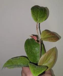 Hoya Sunrise Live Plant - 5-7 Inch Well Rooted Plant in 2.5" Pot