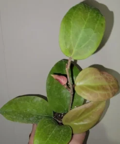 Hoya Sunrise Live Plant - 5-7 Inch Well Rooted Plant in 2.5