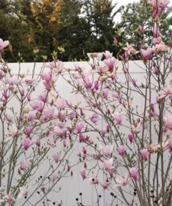 Jane Magnolia Plant - 2.5 inch Pot - Flowering Shrub