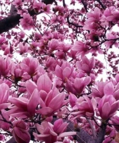 Jane Magnolia Plant - 2.5 inch Pot - Flowering Shrub