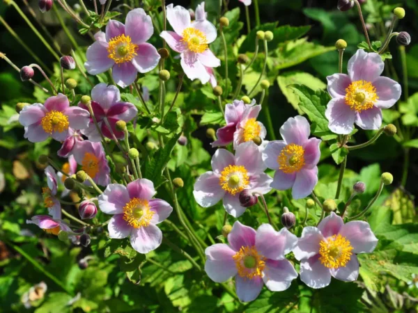 7 Common Perennial Seeds You Should Sow in August for More Blooms Through Late Summer
