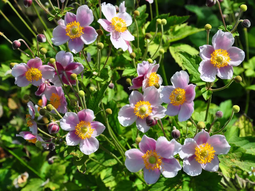 7 Common Perennial Seeds You Should Sow in August for More Blooms Through Late Summer