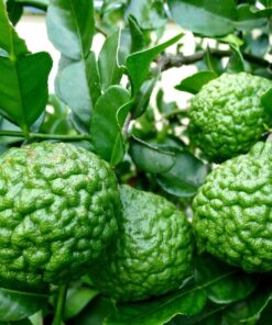 Kaffir Lime Tree Starter Plant. Citrus Hystrix. Makrut Lime. 2”-5″ tall in 4″ pot