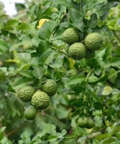 Kaffir Lime Tree Starter Plant. Citrus Hystrix. Makrut Lime. 2”-5″ tall in 4″ pot