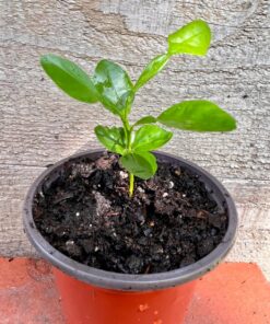 Kaffir Lime Tree Starter Plant. Citrus Hystrix. Makrut Lime. 2”-5″ tall in 4″ pot