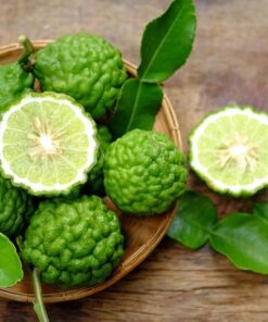 Kaffir Lime Tree Starter Plant. Citrus Hystrix. Makrut Lime. 2”-5″ tall in 4″ pot