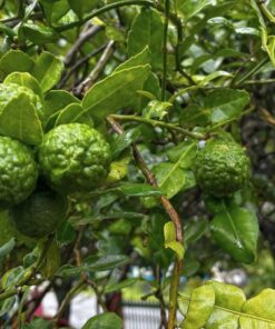 Kaffir Lime Tree Starter Plant. Citrus Hystrix. Makrut Lime. 2”-5″ tall in 4″ pot