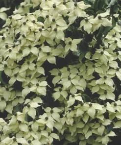 Kousa Flowering Dogwood Tree - Quart Pot - Ornamental Beauty