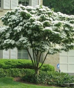 Kousa Flowering Dogwood Tree - Quart Pot - Ornamental Beauty