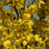 Lynwood Gold Forsythia Shrub - 2.5 inch Pot - Golden Blooms