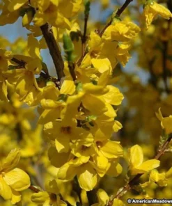 Lynwood Gold Forsythia Shrub - 2.5 inch Pot - Golden Blooms