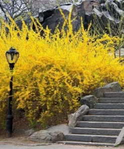 Lynwood Gold Forsythia Shrub - 2.5 inch Pot - Golden Blooms