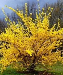 Lynwood Gold Forsythia Shrub - 2.5 inch Pot - Golden Blooms