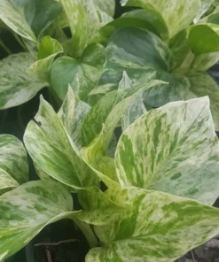 Marble Queen Pothos 4 Leaves - Live Plant in 4 inch Pot - Indoor Decor