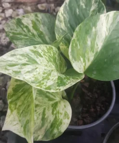 Marble Queen Pothos 4 Leaves - Live Plant in 4 inch Pot - Indoor Decor