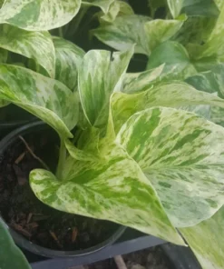 Marble Queen Pothos 4 Leaves - Live Plant in 4 inch Pot - Indoor Decor