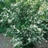 Minnesota Snowflake Mock Orange Plant - Gallon Pot - Fragrant Blooms