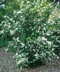 Minnesota Snowflake Mock Orange Plant - Gallon Pot - Fragrant Blooms
