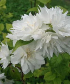 Minnesota Snowflake Mock Orange Plant - Gallon Pot - Fragrant Blooms