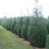 Murray Leyland Cypress Tree - Evergreen Tree - 2.5 Inch Pot