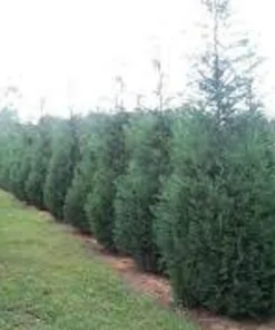 Murray Leyland Cypress Tree - Evergreen Tree - 2.5 Inch Pot