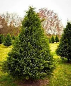 Murray Leyland Cypress Tree - Evergreen Tree - 2.5 Inch Pot