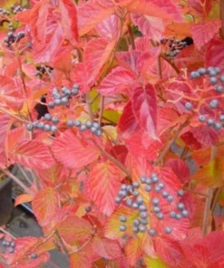 Native Arrowood 'Chicago Lustre' Viburnum Plant - 2.5 inch Pot - Garden Shrub