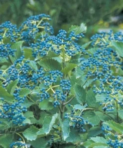 Native Arrowood Viburnum Chicago Lustre Plant - 2-3' Gallon Pot