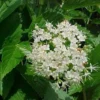 Native Arrowood Viburnum Chicago Lustre Plant - 2-3' Gallon Pot