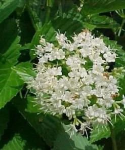Native Arrowood Viburnum Chicago Lustre Plant - 2-3' Gallon Pot