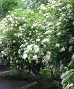 Native Arrowood Viburnum Chicago Lustre Plant - 2-3' Gallon Pot