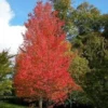Native Red Maple Tree Quart Pot - Acer rubrum - Landscape Tree