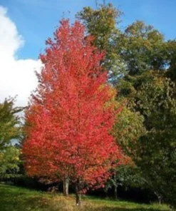 Native Red Maple Tree Quart Pot - Acer rubrum - Landscape Tree