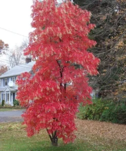 Native Sourwood Tree - Quart Pot Size - Shade Tree