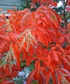 Native Sourwood Tree - Quart Pot Size - Shade Tree