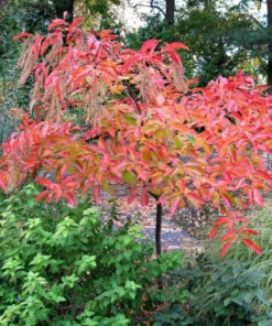 Native Sourwood Tree - Quart Pot Size - Shade Tree