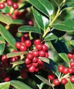 Needlepoint Holly Plant - Quart Pot - Evergreen Shrub