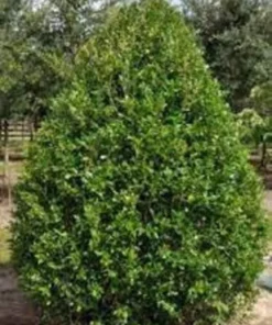 Needlepoint Holly Plant - Quart Pot - Evergreen Shrub