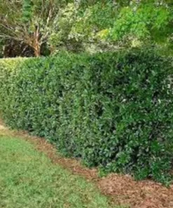 Needlepoint Holly Plant - Quart Pot - Evergreen Shrub