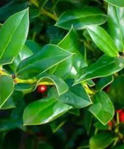 Needlepoint Holly Plant - Quart Pot - Evergreen Shrub